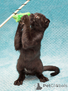 Фото №4. Продам  в Москова частное объявление - цена Бесплатно