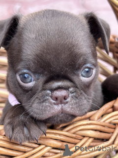 Фото №2 к объявлению №167436 о продаже оттерхаунда - купить в Сербии 