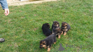 Фото №2 к объявлению №164903 о продаже немецкую овчарку - купить в Бельгии частное объявление, заводчик