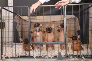 Фото №3. В продаже имеются привитые щенки французского бульдога..  Германия