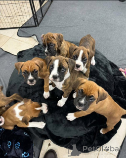 Фото №1.  - купить в Гвельф за 71894₽. Объявление №161049