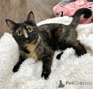 Фото №1. беспородная - купить в Мюнхене за 46384₽. Объявление №150623