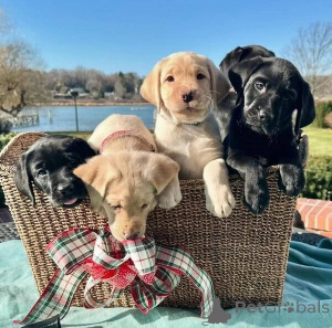 Фото №2 к объявлению №149691 о продаже лабрадор-ретривера - купить в Германии частное объявление