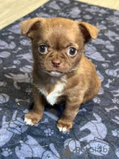 Фото №4. Продажа чихуахуа в Антверпен частное объявление, заводчик - цена 64937₽