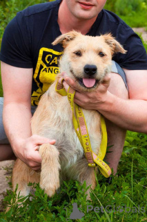 Фото №1. беспородная - купить в Москова за Бесплатно. Объявление №161646