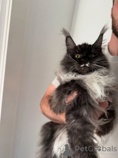 Фото №1. мейн-кун - купить в Алесунд за договорная. Объявление №155397