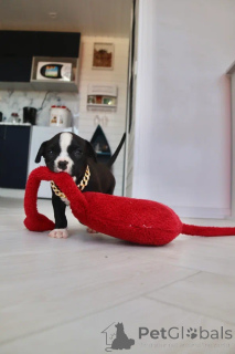 Фото №2 к объявлению №147532 о продаже американского булли - купить в России из питомника