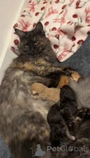 Фото №1. мейн-кун - купить в Ганн. Мунден за 83490₽. Объявление №160427