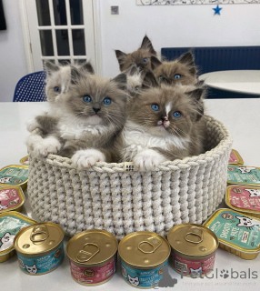 Фото №2 к объявлению №154915 о продаже рэгдолл - купить в Швейцарии заводчик