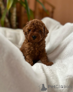 Фото №2 к объявлению №155839 о продаже пуделя (той) - купить в Германии заводчик