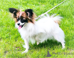 Фото №3. Папийон, Papillon.  Австрия