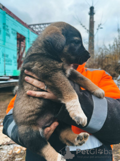 Дополнительные фото: Малыши щенки срочно ищут дом!