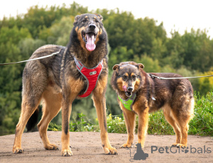 Фото №3. Ищем дом для двух неразлучных сердец Коннора и Лизы.  Россия