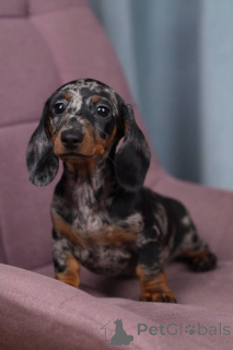 Фото №3. Очаровательный Merle Dachshund Puppy..  Великобритания