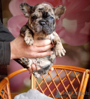 Дополнительные фото: Милые щенки французский бульдог.