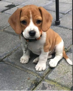 Фото №2 к объявлению №161167 о продаже  - купить в США 