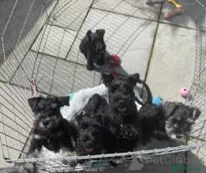 Фото №1. ризеншнауцер - купить в Амстердам за 64937₽. Объявление №160797