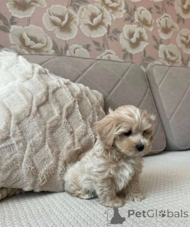 Фото №3. Maltipoo F1 in guten Händen.  Германия