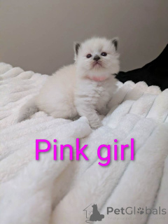 Фото №2 к объявлению №161381 о продаже рэгдолл - купить в США частное объявление