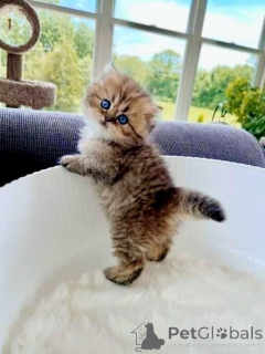 Фото №1. манчкин - купить в Айзлинген за 37107₽. Объявление №157788