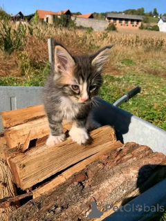 Фото №3. Котенок Мэн Кун для усыновления. Германия