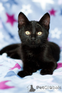 Фото №2 к объявлению №138928 о продаже  - купить в Беларуси частное объявление