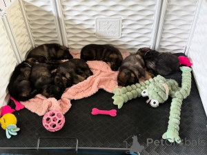 Фото №1. немецкая овчарка - купить в Крейва за договорная. Объявление №165225