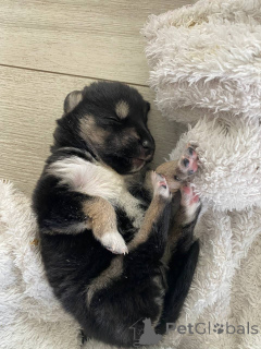 Фото №2 к объявлению №146024 о продаже сибирского хаски - купить в Беларуси частное объявление