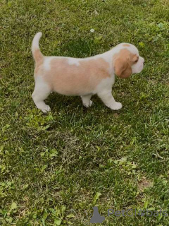 Фото №3. Beagle Puppy.  Сербия
