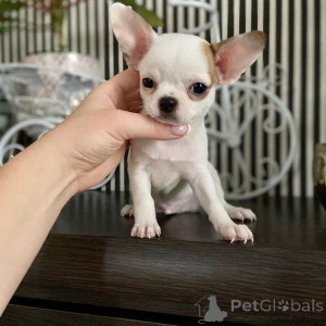 Фото №3. Щенки чихуахуа 8 недель.  США