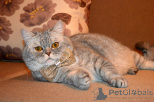 Фото №3. Шотладский кот Марчелло очень срочно ищет дом. Беларусь