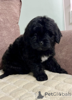 Фото №4. Продажа лабрадудля в Белграде  - цена 46384₽