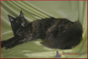 Фото №3. Великолепные кошечки мейн-кун из питомника. Россия