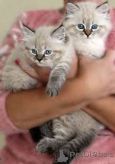 Фото №2 к объявлению №165835 о продаже сибирская - купить в Бельгии частное объявление, заводчик