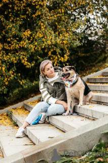 Фото №3. Дэнди ждёт своего человека. Москва, МО.  Россия