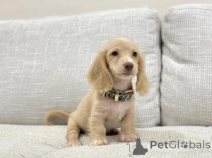 Фото №2 к объявлению №163656 о продаже таксу - купить в Германии заводчик