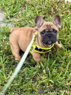 Фото №1. французский бульдог - купить в Берлине за договорная. Объявление №163617