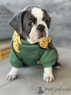 Фото №1. пагль - купить в Сивац за договорная. Объявление №155043