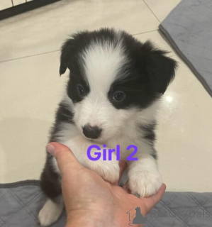 Фото №3. Aktive Border Collie Welpen WhatsApp 44 7453 907158.  Германия