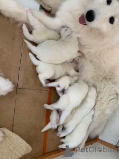 Фото №1. самоедская собака - купить в VOLENDAM за договорная. Объявление №166933
