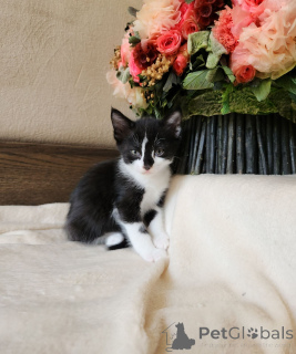 Фото №4. Продам европейскую короткошерстную в Вена частное объявление - цена договорная