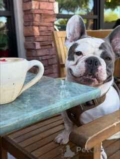 Фото №3. Очаровательный 11-недельный голубо-пестрый щенок французского бульдога.  Великобритания