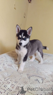 Фото №1. сибирский хаски - купить в Дельменхорст за 46384₽. Объявление №160532