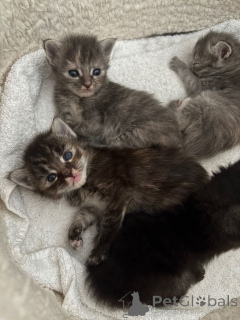 Фото №1. мейн-кун - купить в Арронсман де Брусел-Капитал за Бесплатно. Объявление №167871