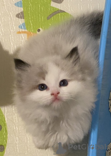 Фото №3. Потрясающие чистокровные тряпичные котята. Новая Зеландия