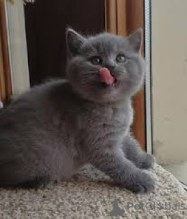 Фото №3. Британские короткошерстные шатоны в продаже. Франция