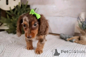 Фото №3. Симпатичные очаровательные щенки таксы на продажу, свяжитесь с WhatsApp Business.  Германия