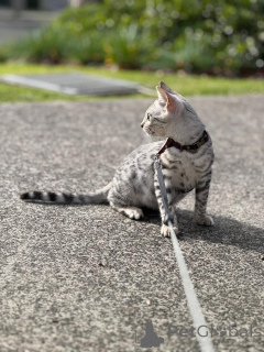 Фото №2 к объявлению №153285 о продаже бенгальская - купить в Швеции 