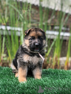 Фото №1. немецкая овчарка - купить в Уорнамбул за договорная. Объявление №157841