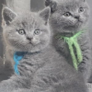 Фото №3. Плюшевые пальто British Elegance и золотые глаза. Швейцария